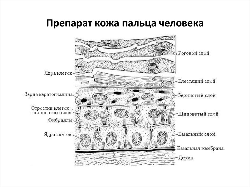 Деление клеток эпидермиса