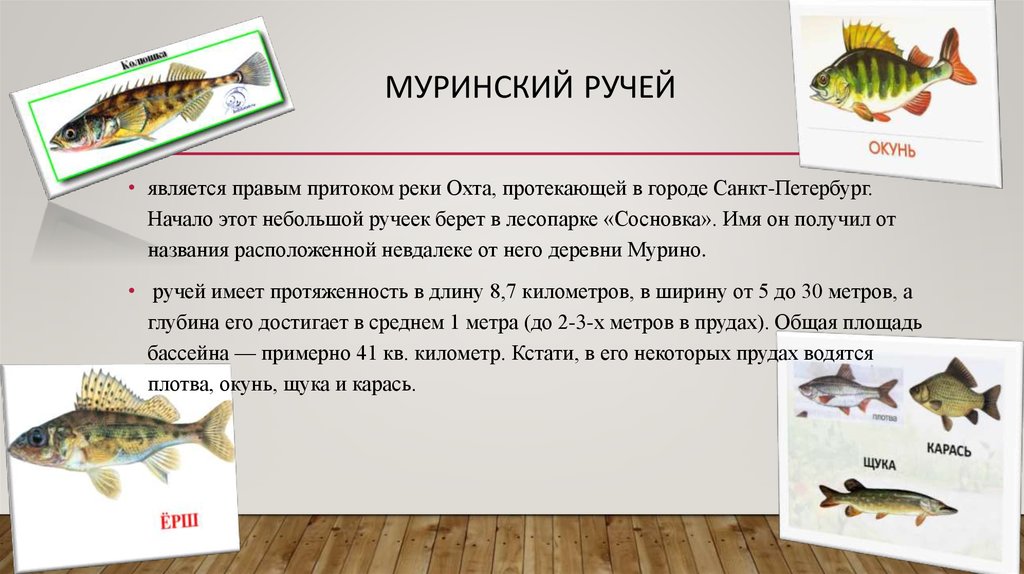 Муринский ручей