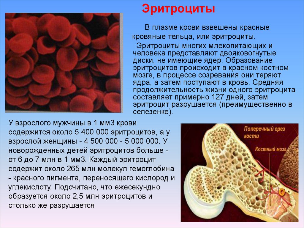 Кровь образуется в печени. Эритроциты. Эритроциты в крови. Красный костный мозг эритроциты. Плазма и эритроциты.