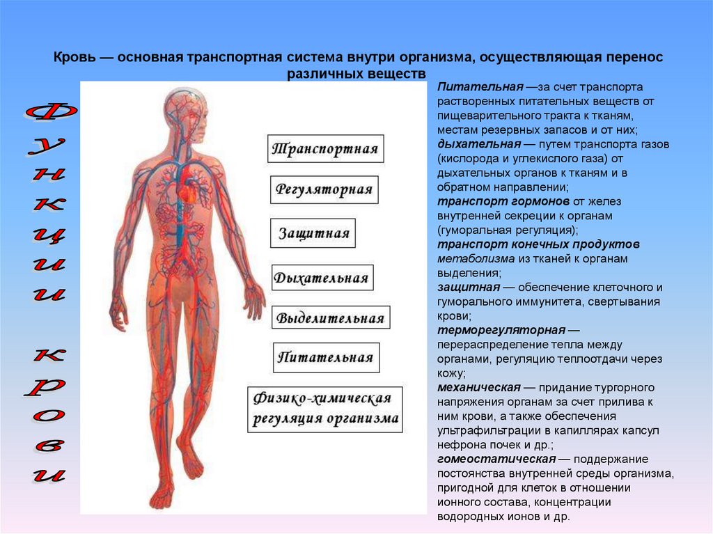 Много крови в организме. Система крови. Системы организма. Кровь внутри организма. Система крови анатомия.