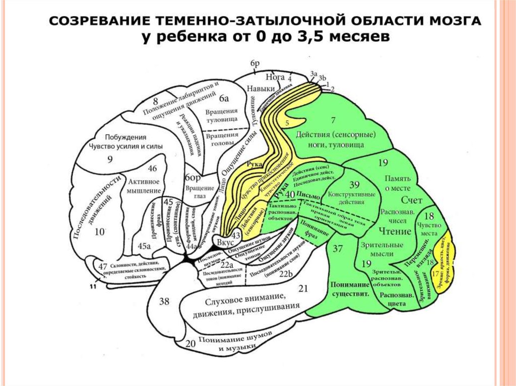 Затылочно теменная область мозга. Первичные вторичные и третичные поля Бродмана. Первичные вторичные третичные поля коры головного мозга. Мозг поля Бродмана. Третичные зоны коры головного мозга.