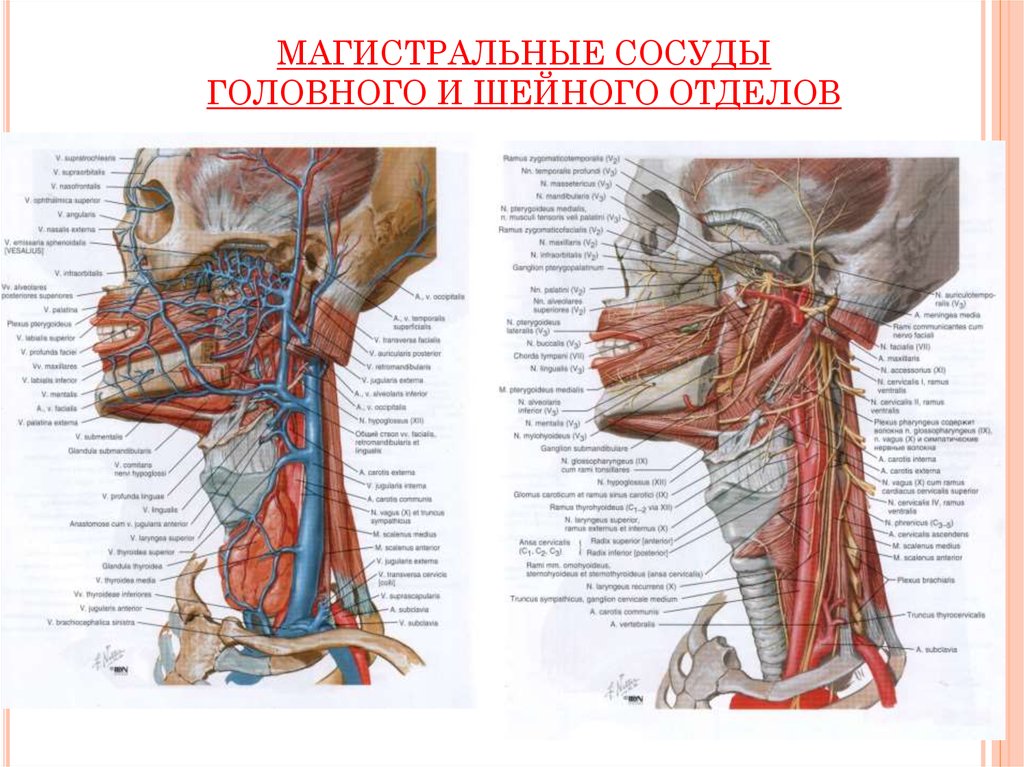 Где находится артерия и вены. Строение шеи артерии и вены. Магистральные сосуды головы и бца. Вены и артерии шеи анатомия. Кровеносные сосуды шейного отдела.