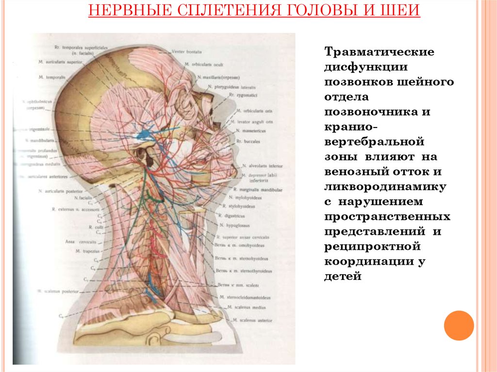 Нервные узлы сплетения. Иннервация кожи головы анатомия. Вегетативные нервные сплетения анатомия. Шейное сплетение анатомия схема. Нервная система головы и шеи.