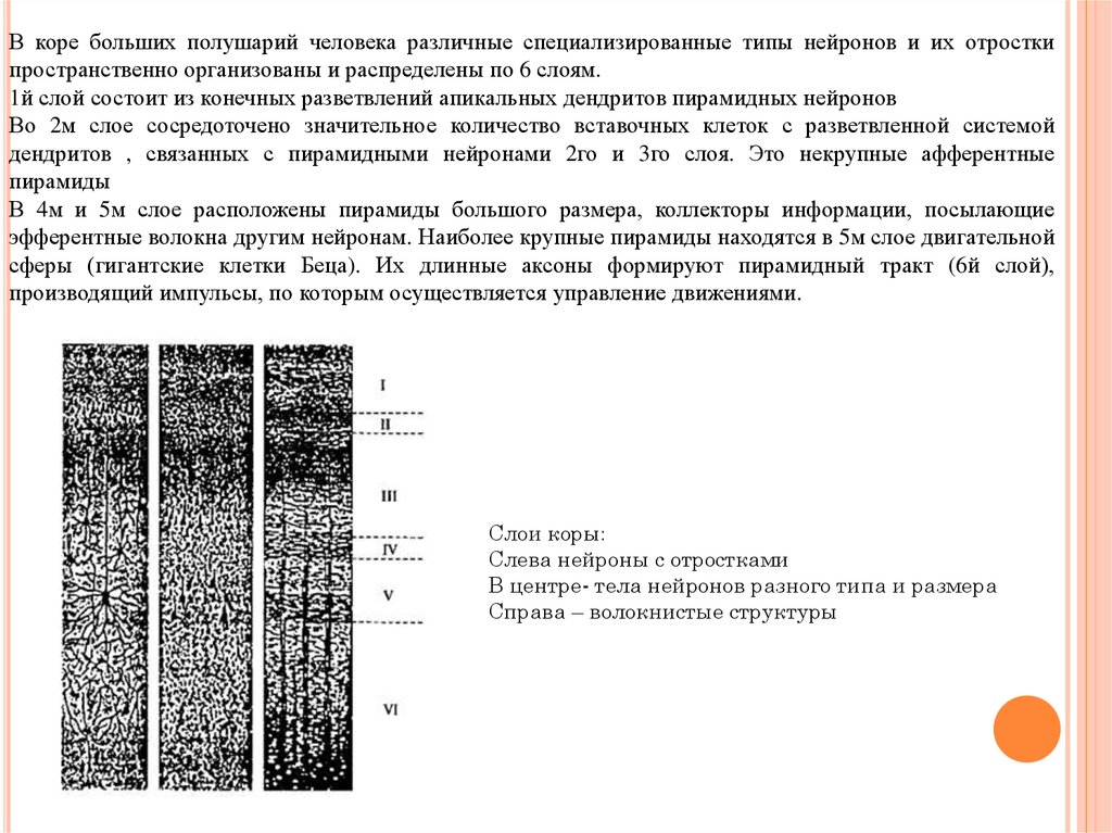 Клетки беца. Клетки Беца коры больших полушарий. Типы нейронов в коре больших полушарий. Возрастные изменения коры больших полушарий. Клетки Беца функции.