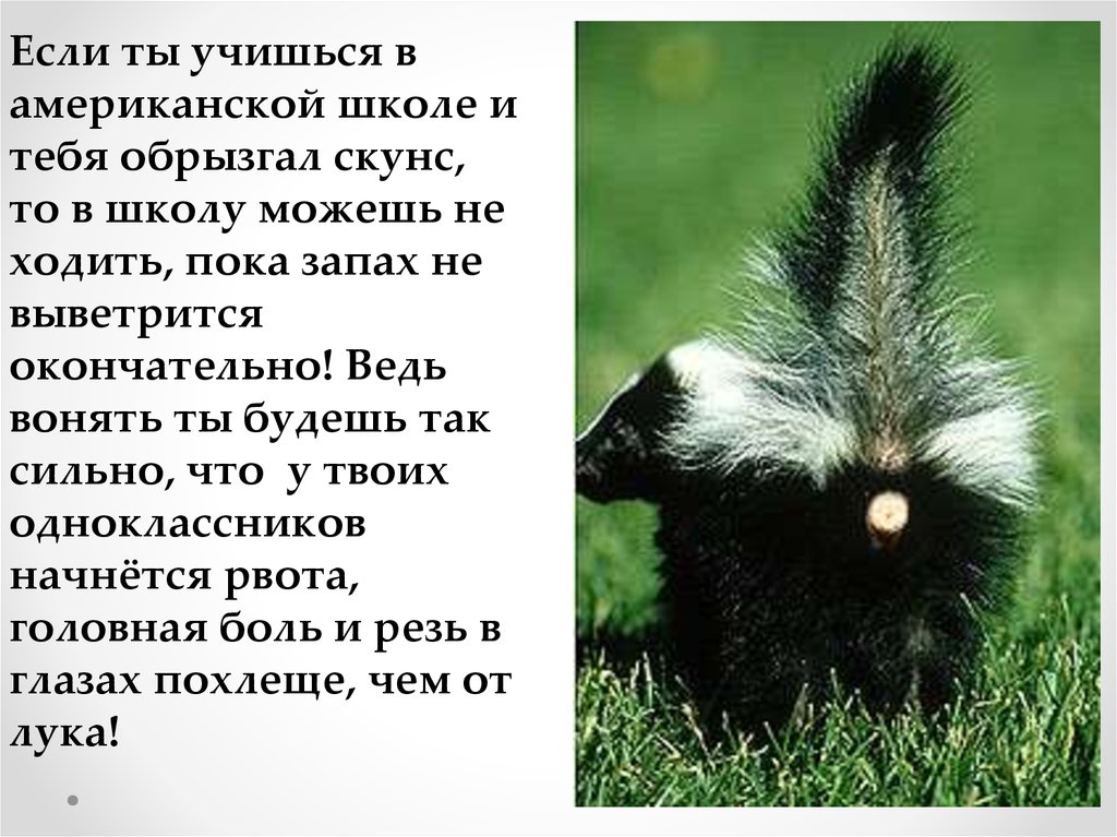 Хожу пока. Вонючий скунс. Загадка про скунса. Скунс обрызгал. Скунс прикол.