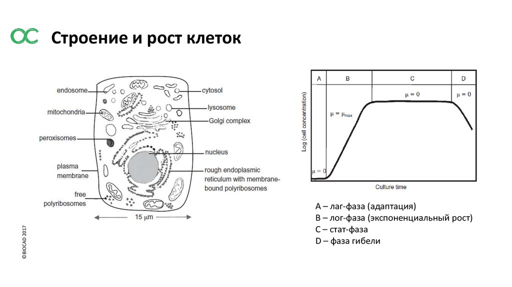 Клетка ростов. Строение рост клетки. Рост растительной клетки. Процесс роста клетки. Рост клетки это кратко.