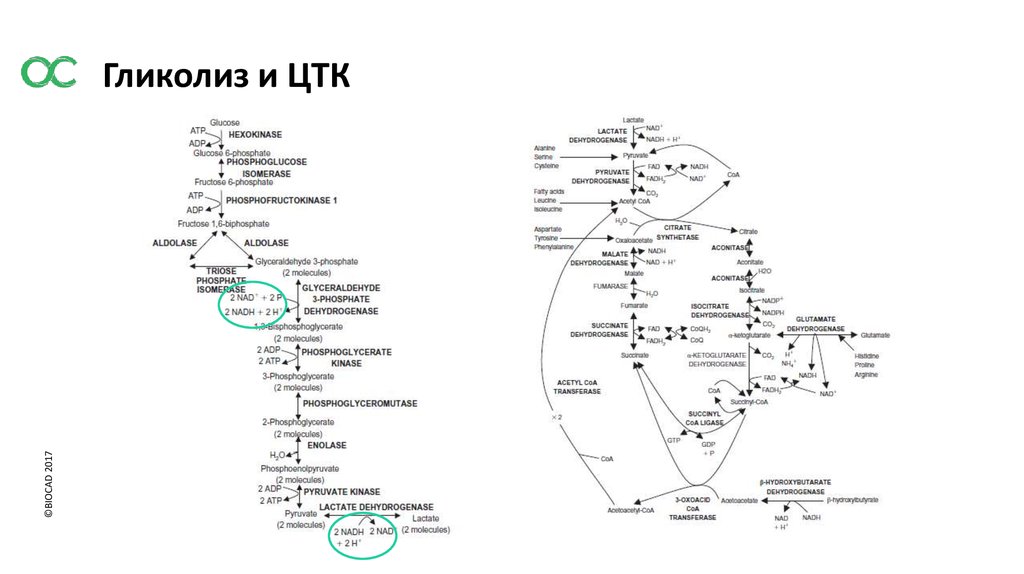 Схема гликолиза биохимия