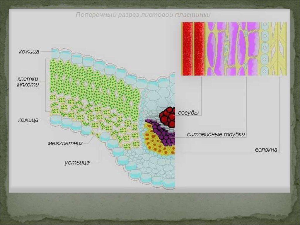 Ткани листка. Внутреннее строение жилки листа. Поперечное строение листовой пластинки. Жилка листа сосуды строение. Поперечный разрез листовой пластинки.
