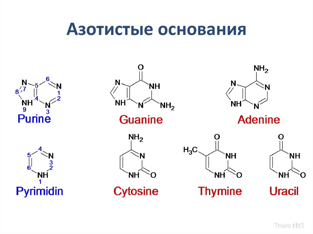 Состав азотистых оснований рнк. Азотистое основание формула химическая. Азотистое основание аденин формула. Азотистые основания РНК формулы. Аденин строение азотистого основания.