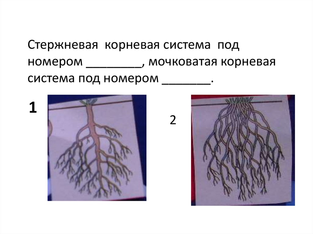 Корни одного растения называют корневой системой потому