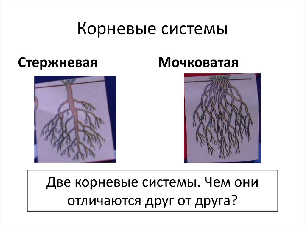 Стержневая и мочковатая корневая система