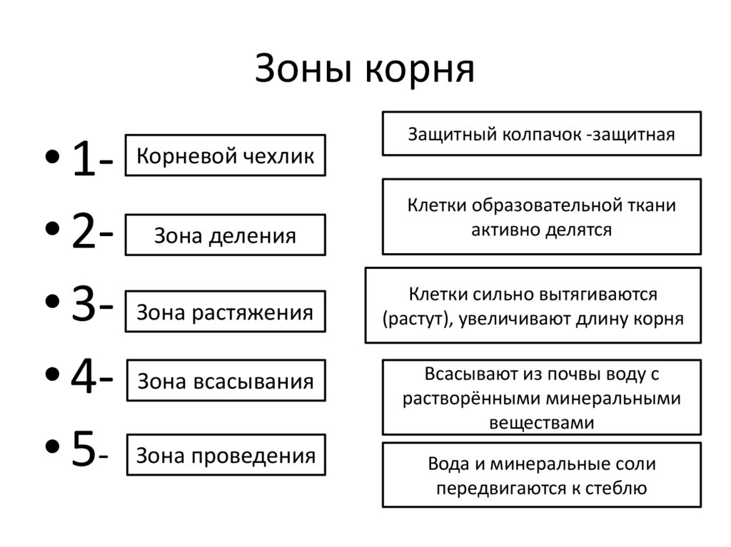 Какие функции выполняет корень