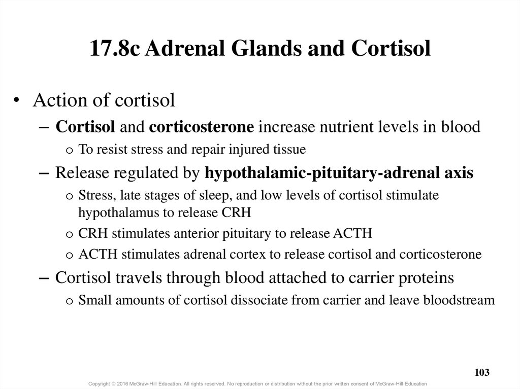 17.8c Adrenal Glands and Cortisol