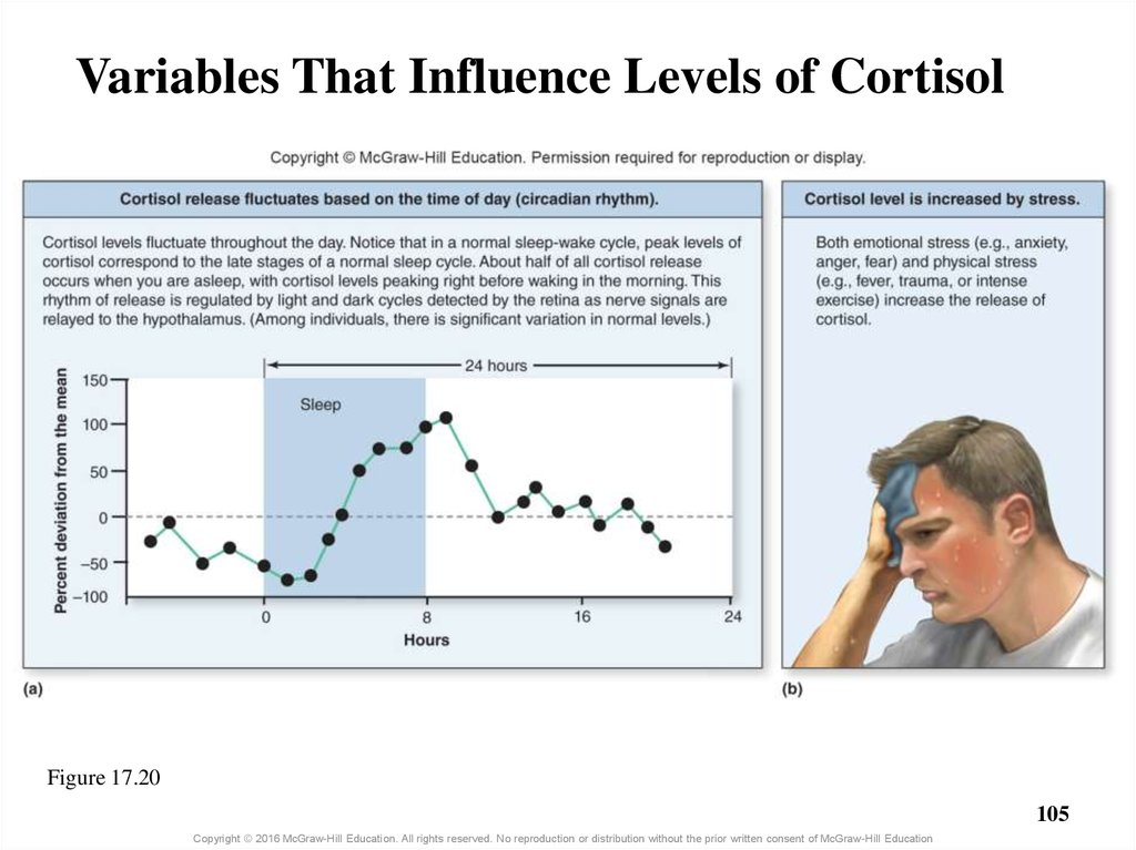Variables That Influence Levels of Cortisol