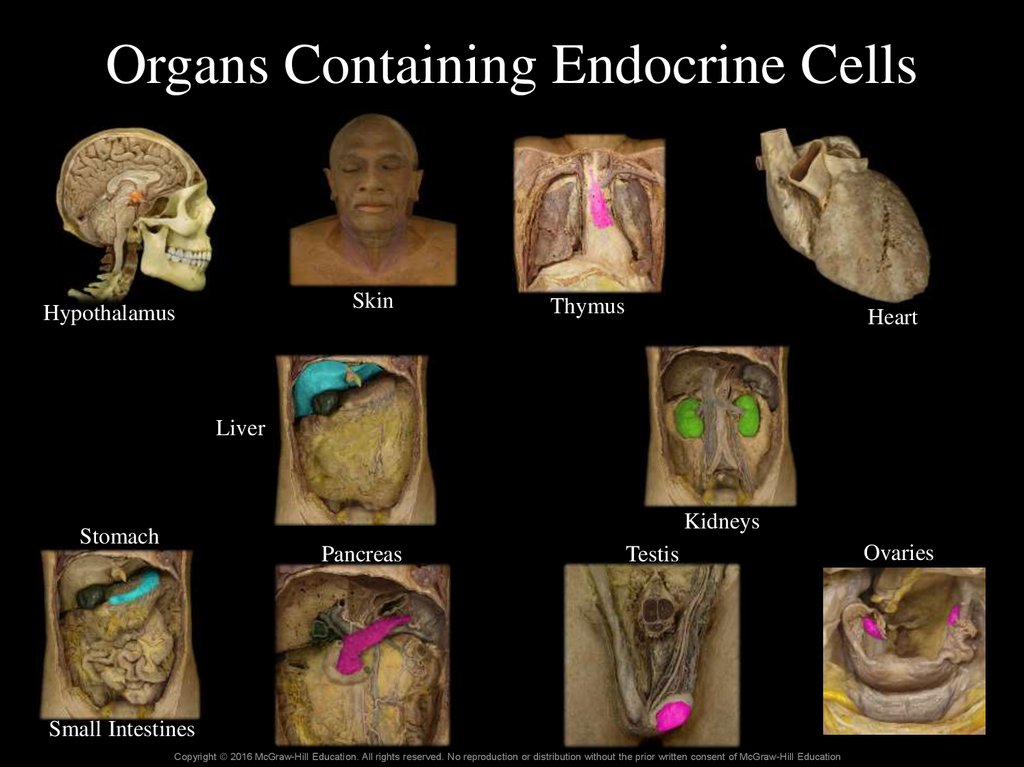 Organs Containing Endocrine Cells