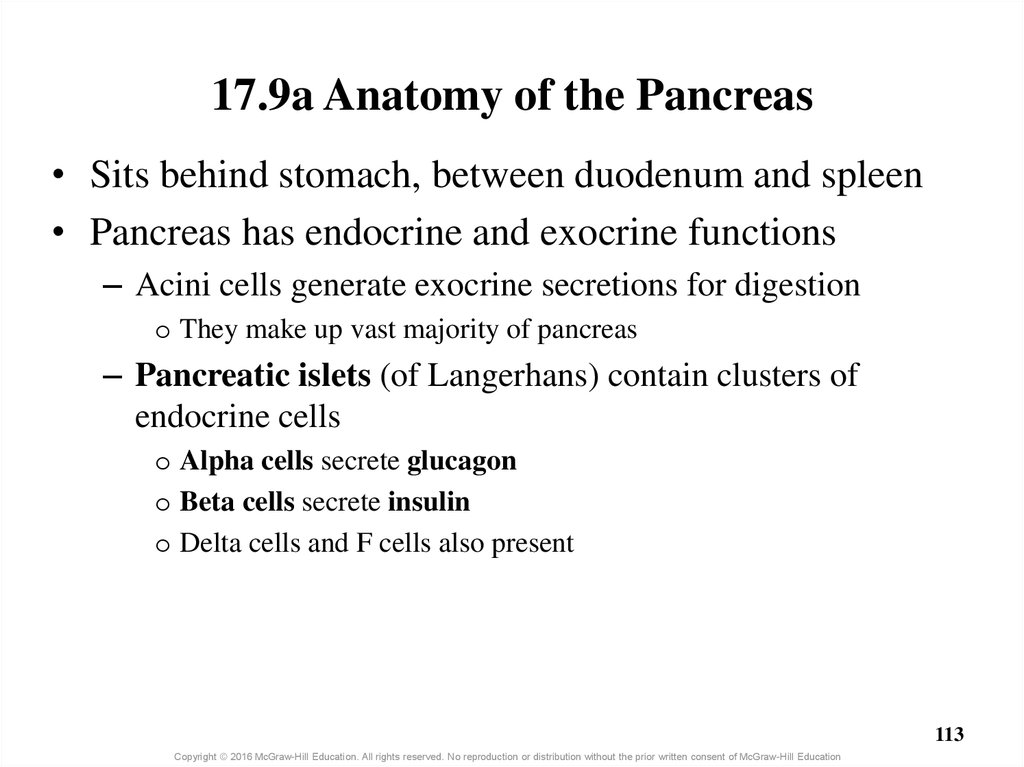 17.9a Anatomy of the Pancreas