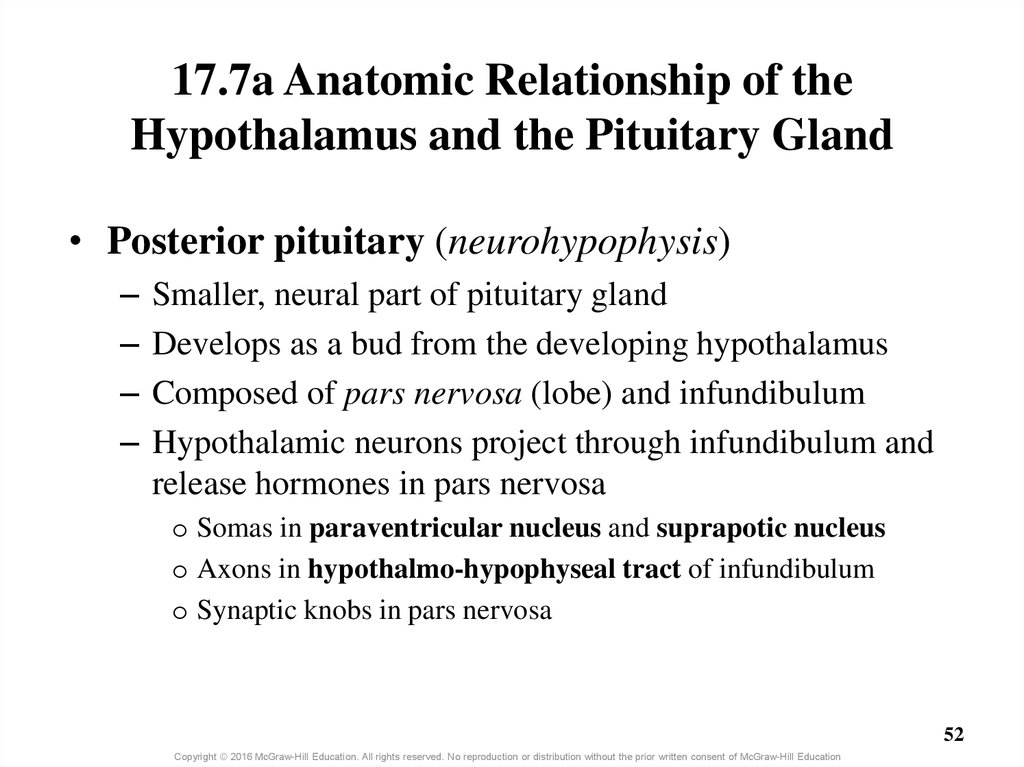 17.7a Anatomic Relationship of the Hypothalamus and the Pituitary Gland