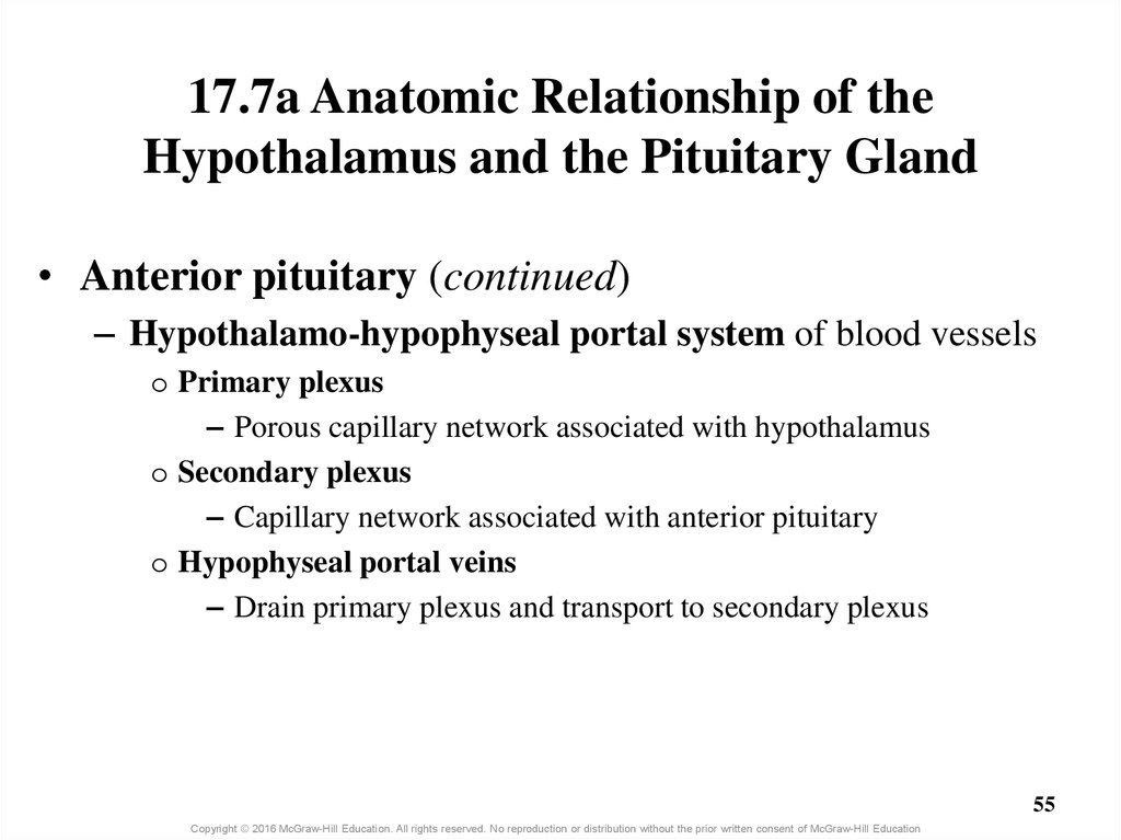 17.7a Anatomic Relationship of the Hypothalamus and the Pituitary Gland