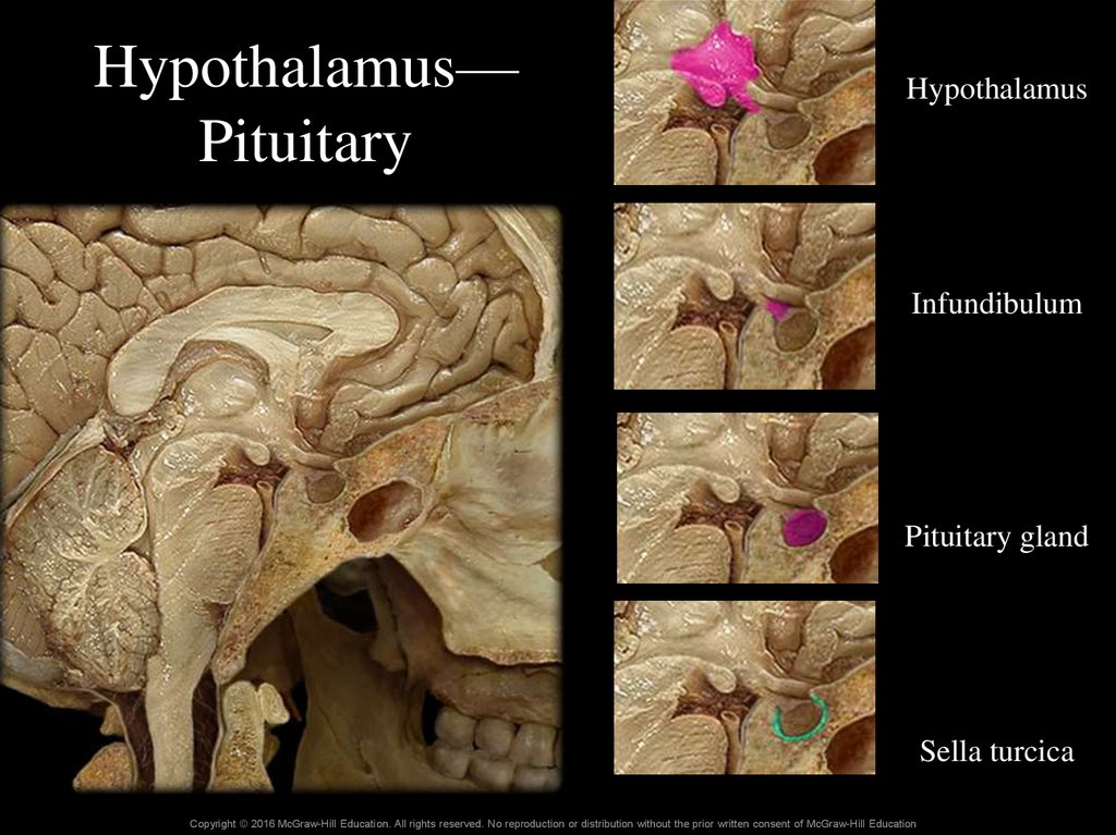 Hypothalamus—Pituitary
