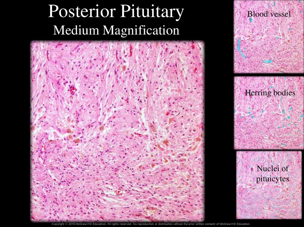 Posterior Pituitary Medium Magnification