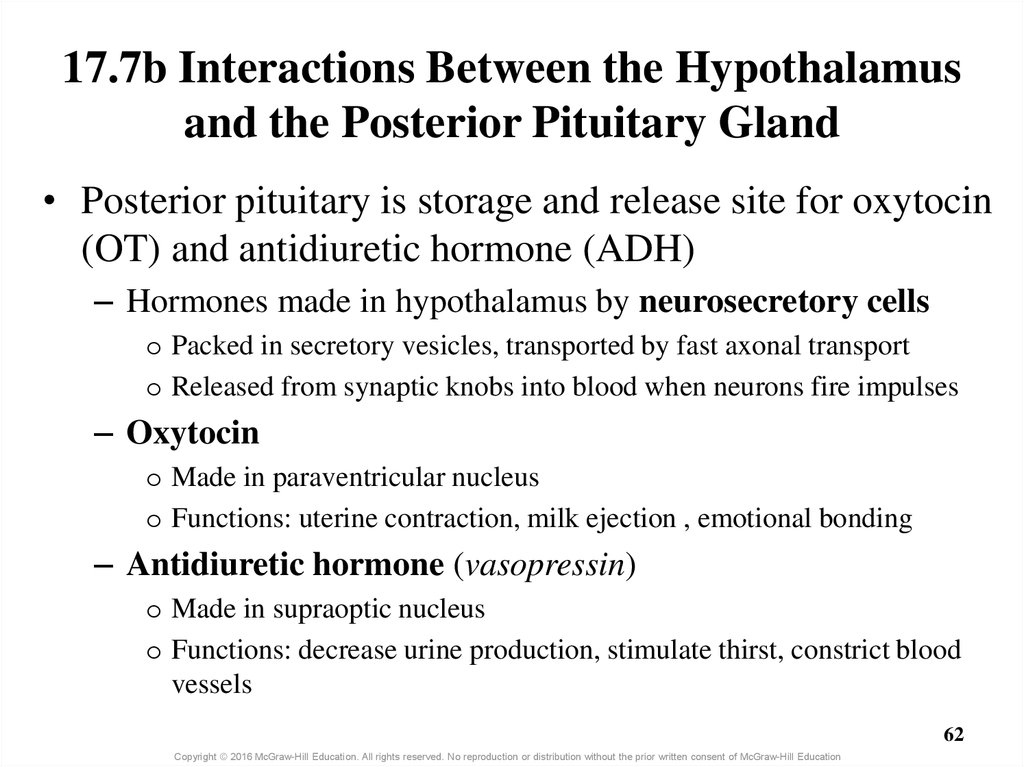 17.7b Interactions Between the Hypothalamus and the Posterior Pituitary Gland