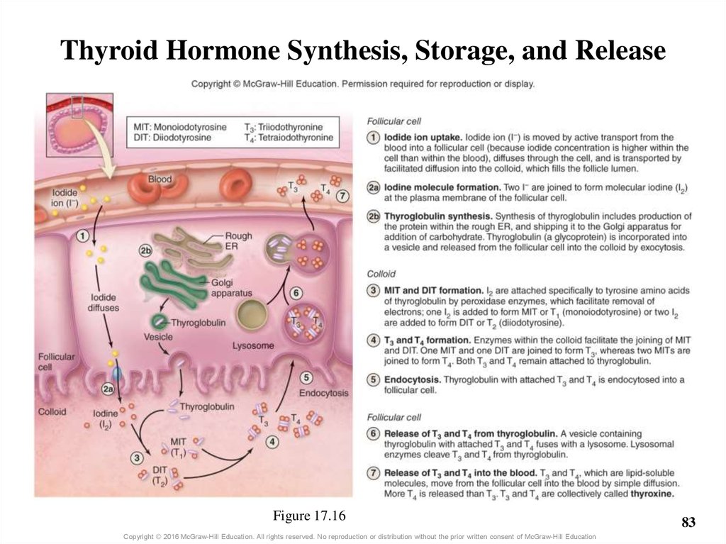 Thyroid Hormone Synthesis, Storage, and Release