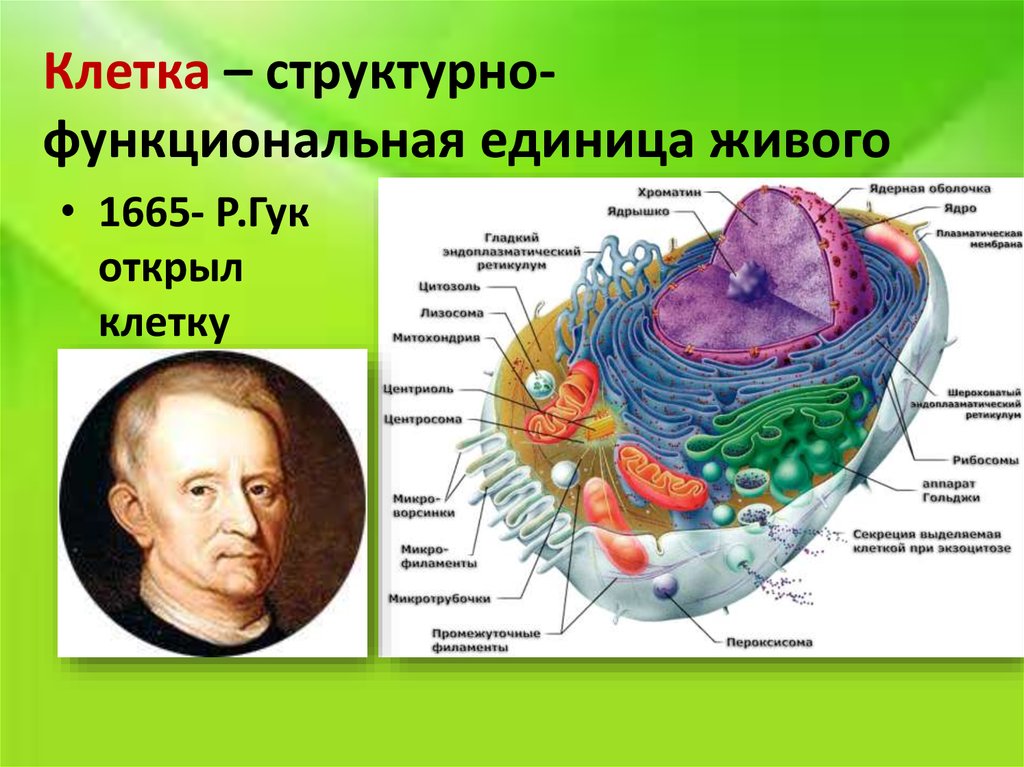 Клетка основная единица живого организма 5. Клетка структурная и функциональная единица живого. Строение клетки живого организма. Клетке это структурно-функциональная. Структура клетки живого организма.