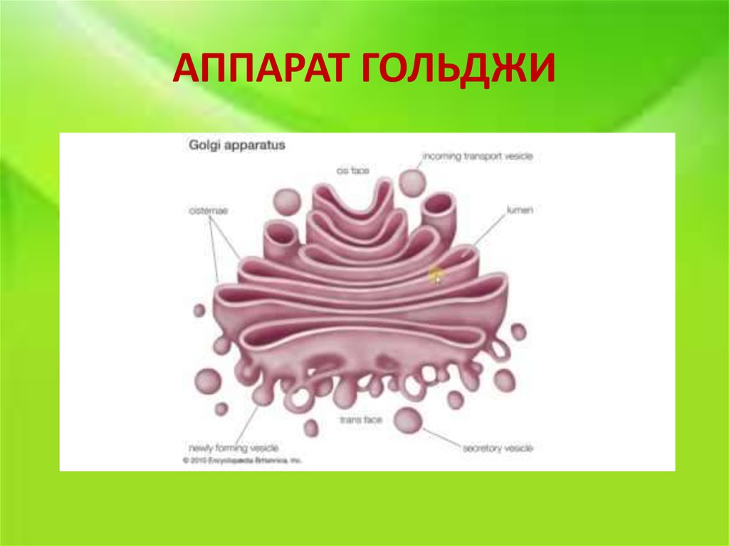 Аппарат гольджи рисунок схематично