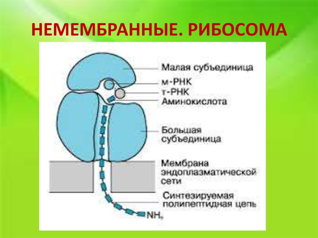 Рибосомы немембранные органоиды клетки