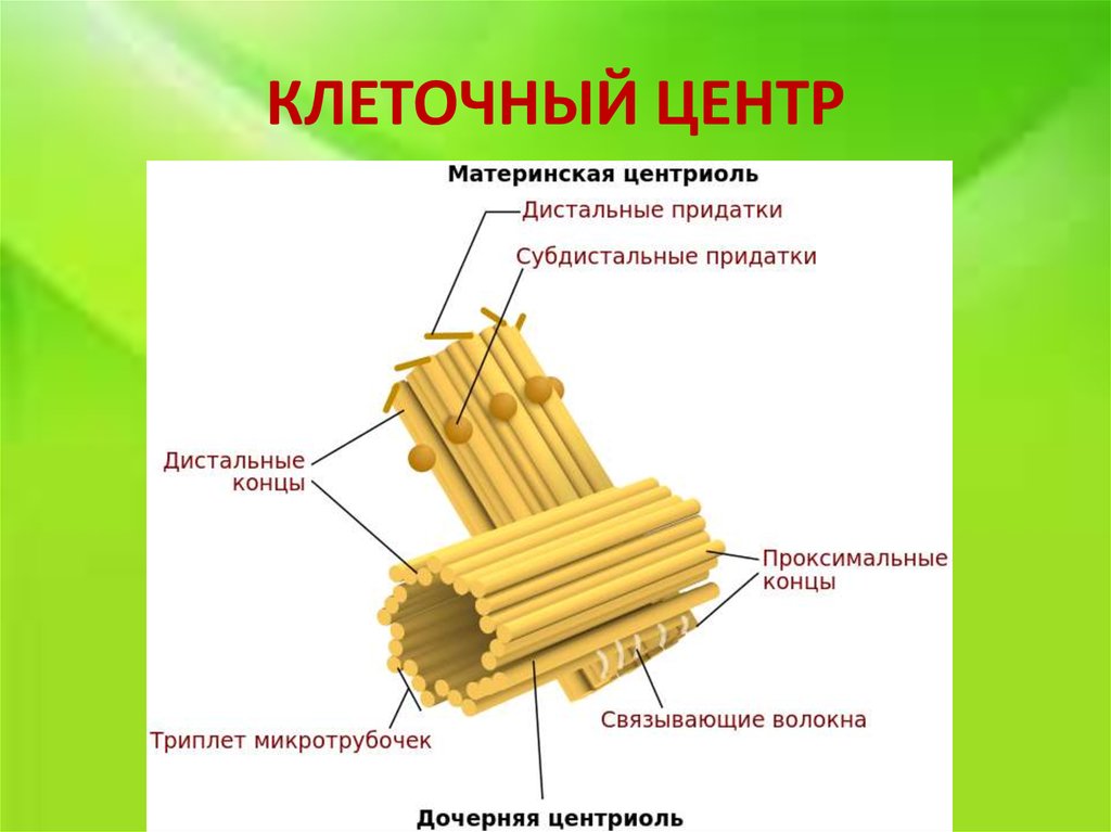 Клеточный центр рисунок карандашом