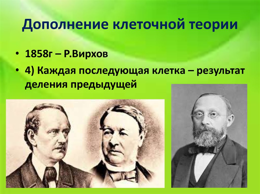 3 клеточная теория