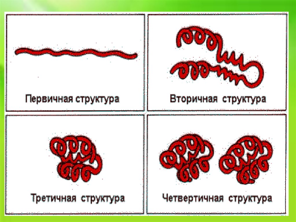 5. Особенности строения энзимов четвертичной структуры.