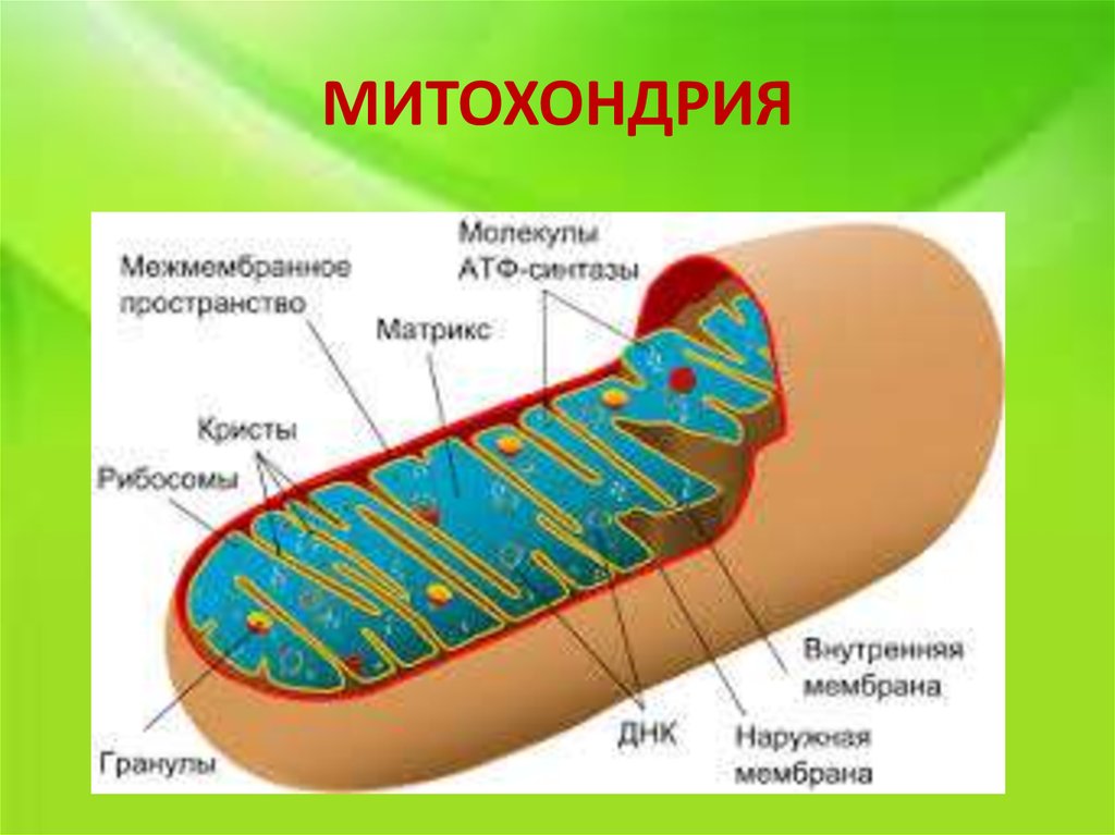 Клеточный органоид митохондрия