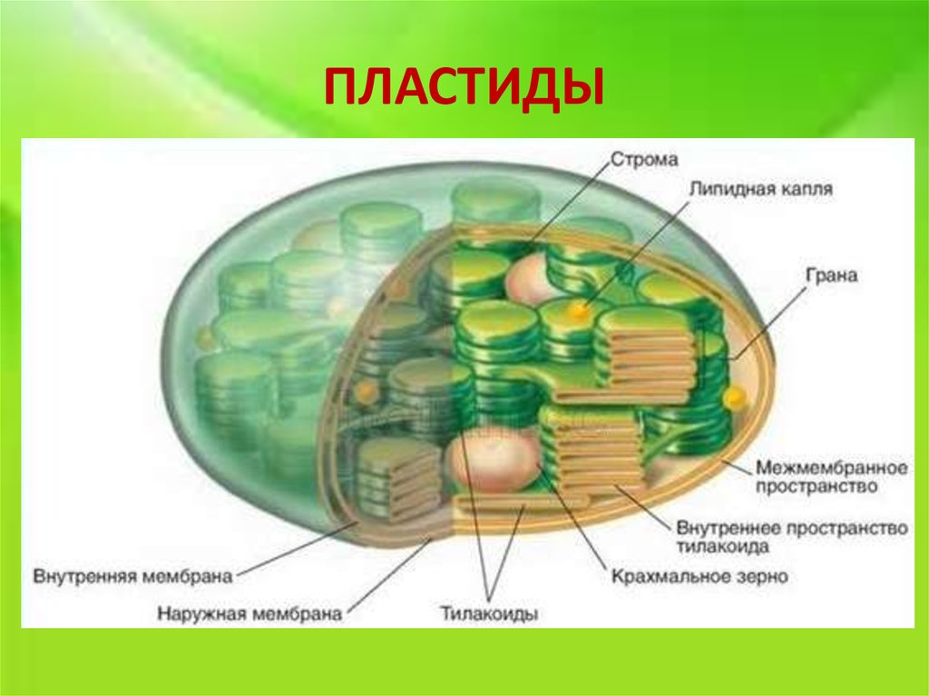 Наличие толстой клеточной оболочки пластид г и структуры обозначенной на рисунке буквой а признаки