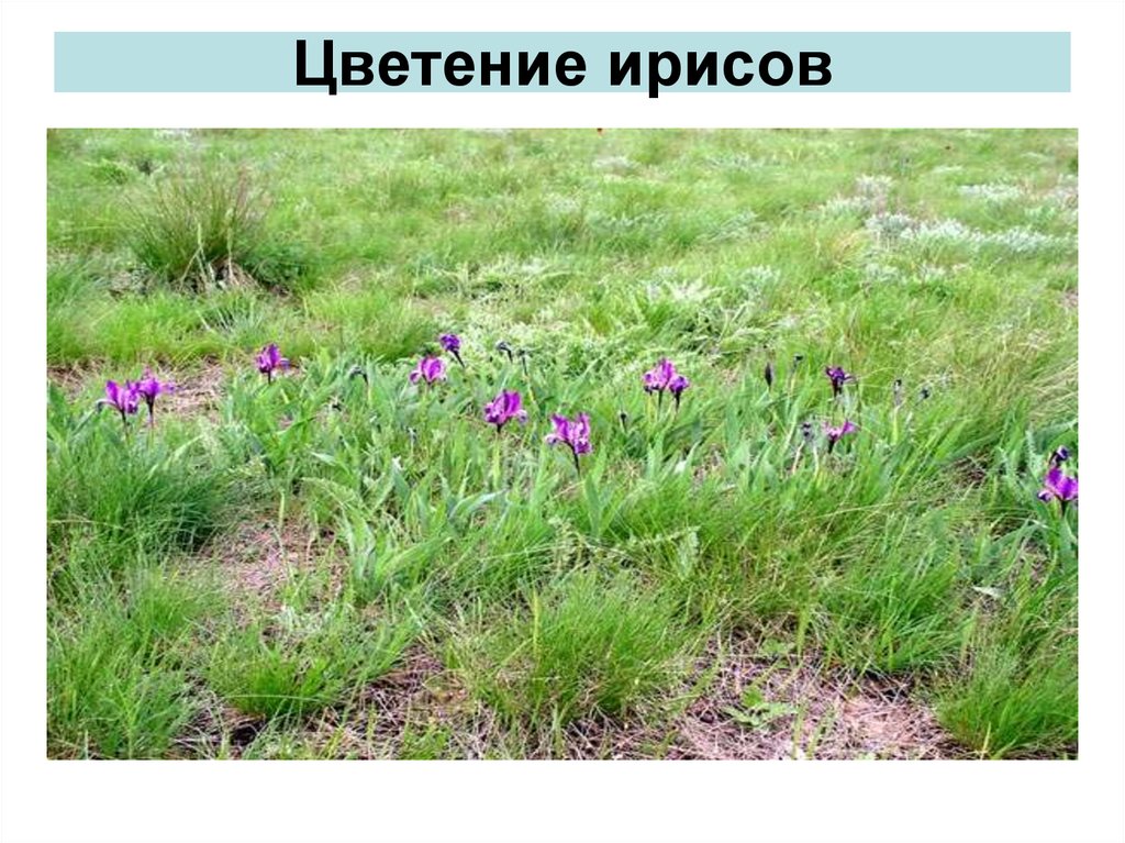 Живые организмы в степи. Зона степей ирисы. Растения степи России. Какие растения растут в степи. Какие растения есть в зоне степей.