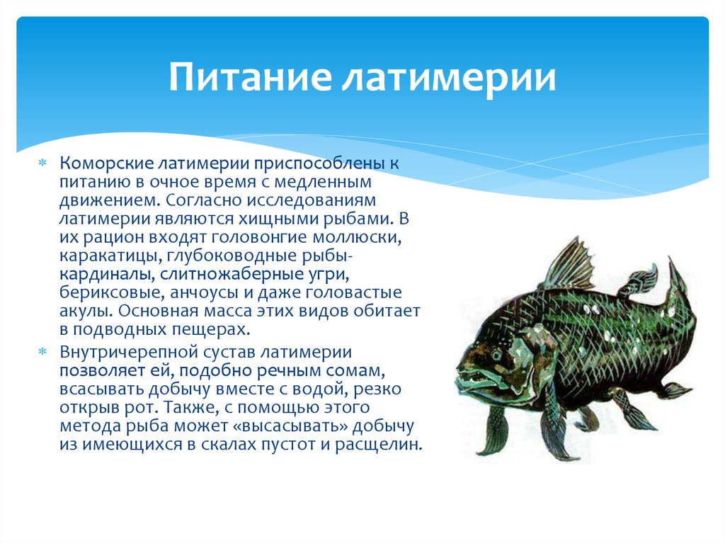 Кистеперые рыбы класс. Рыба Латимерия описание кратко. Латимерия описание кратко. Кистеперая рыба Латимерия. Латимерия двоякодышащая рыба.