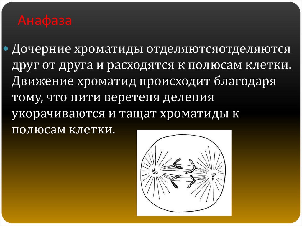 Расходятся к полюсам клетки. Расхождение хроматид к полюсам. К полюсам расходятся хроматиды. Фаза деления клетки в которой хроматиды расходятся к полюсам. Дочерние хроматиды расходятся к полюсам.