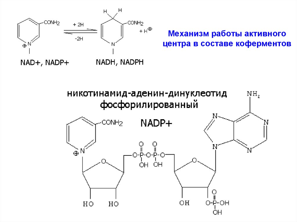 Над плюс. Кофермент рр. Механизм работа активного центра над. Строение НАДНН+. Витамин рр входит в состав коферментов.