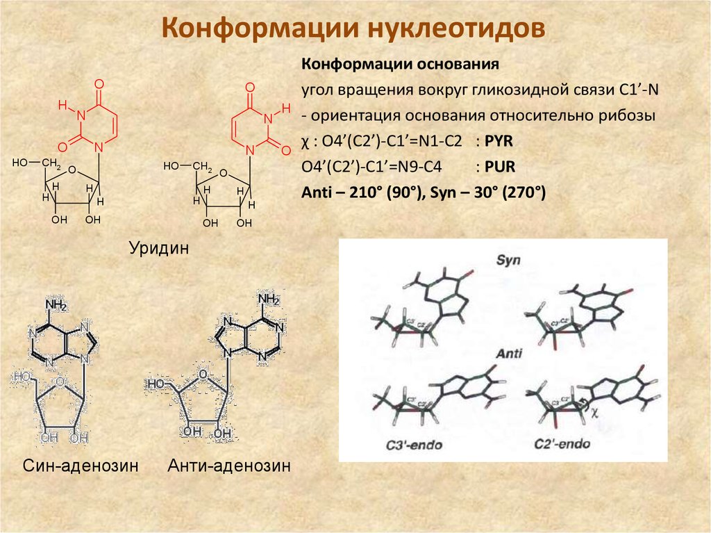 Нуклеотид и нуклеотид отличия. Син и анти конформации нуклеотидов. Конформация нуклеозидов. Конформация связи в нуклеотидах. Конформация нуклеотидов.