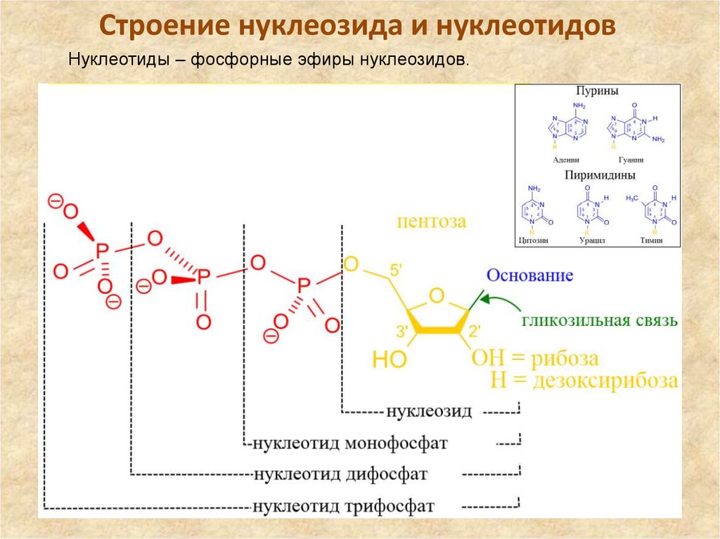 Схема строения нуклеотида общая формула