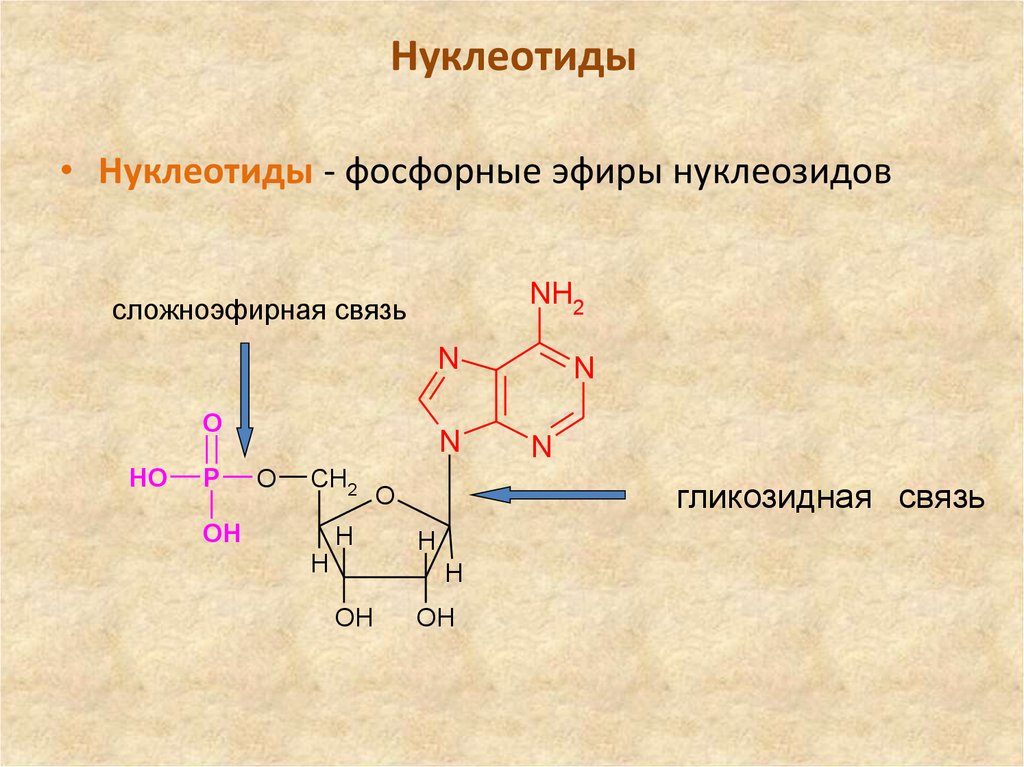 Нуклеотид содержит. Формулы нуклеотидов биохимия. Строение нуклеотида формула. Адениловый рибонуклеотид. Строение нуклеотидных оснований.