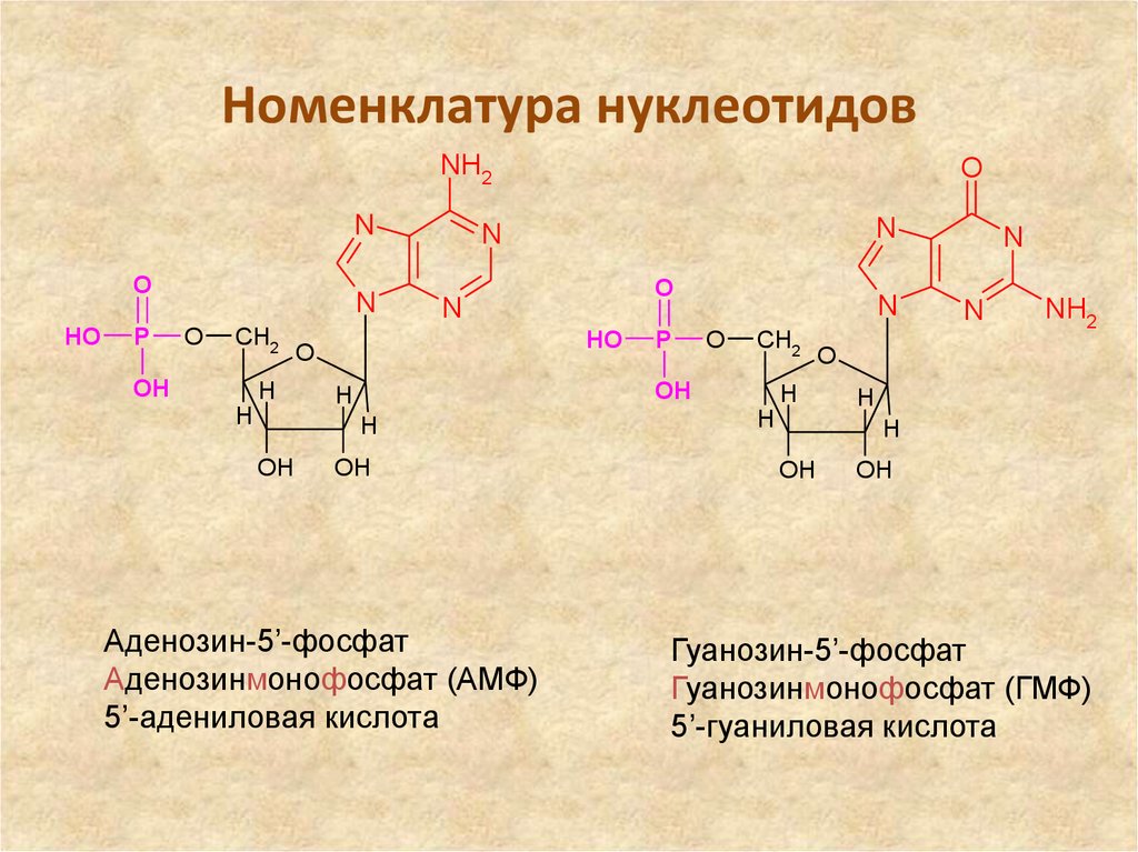 Схема образования аденозина