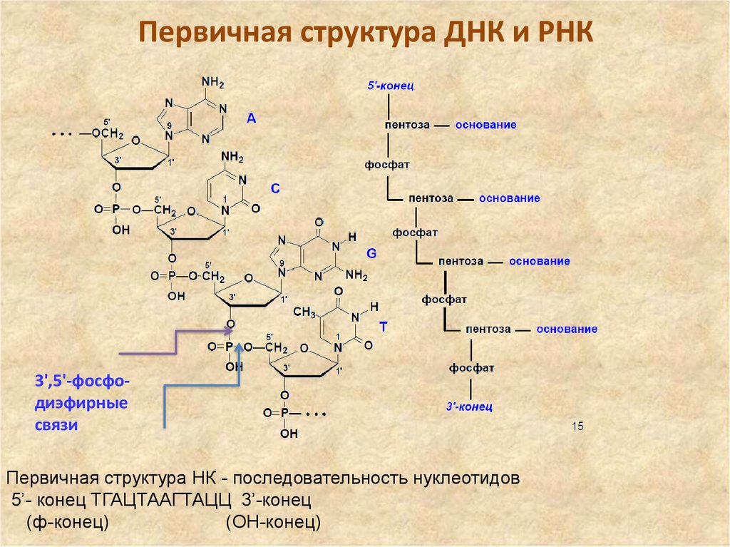 Связь днк и рнк. Первичная структура РНК формула. Строение вторичной структуры ДНК. Первичнаятсруктура РНК. Вторичная структура РНК формула.