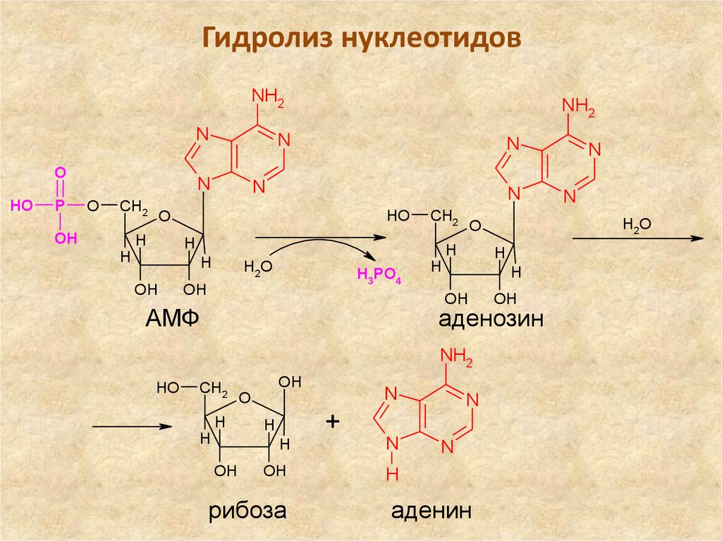 Нуклеиновые кислоты реакции. Гуанозин-5-монофосфата гидролиз. Аденозин 5 монофосфат гидролиз. Гидролиз тимидин 5 монофосфата. Гуанозин 5 фосфат гидролиз.