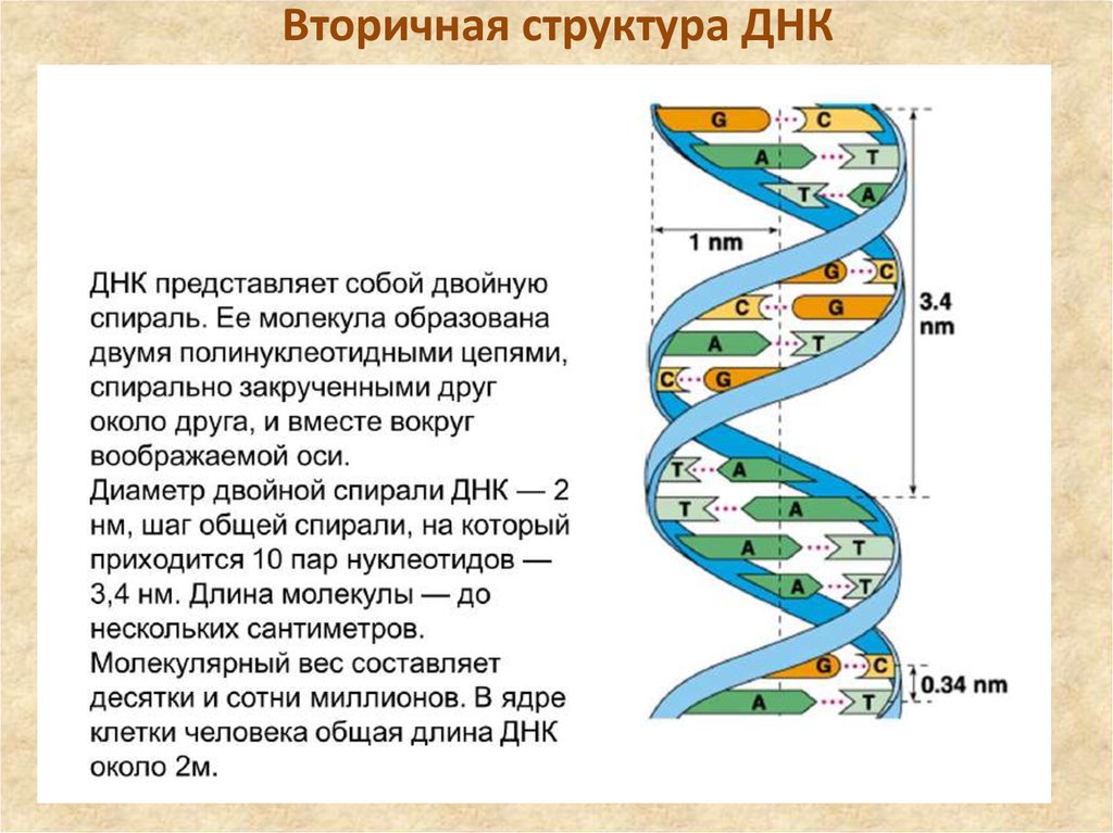 Характеристика структуры днк. Строение вторичной структуры ДНК. Вторичная структура ДНК. Вторичная структура молекулы ДНК. Структура молекулы ДНК первичная вторичная третичная.
