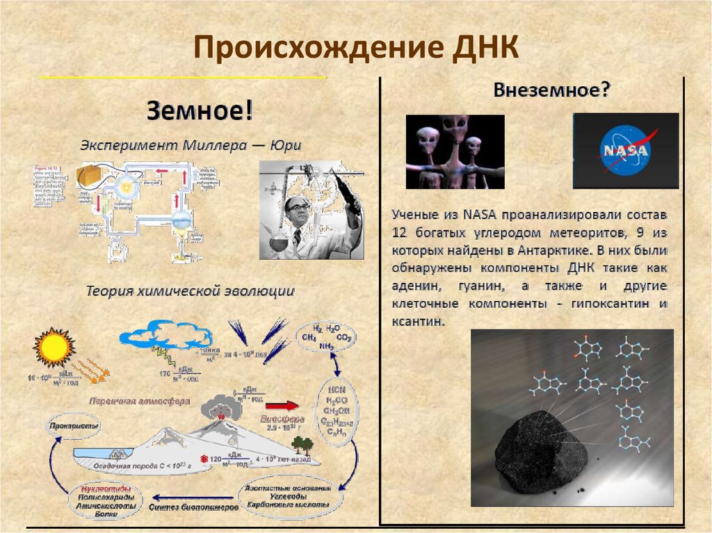 Днк на происхождение. ДНК происхождение. Происхождения человека ДНК. ДНК на Национальность. Появление ДНК роль в эволюции.