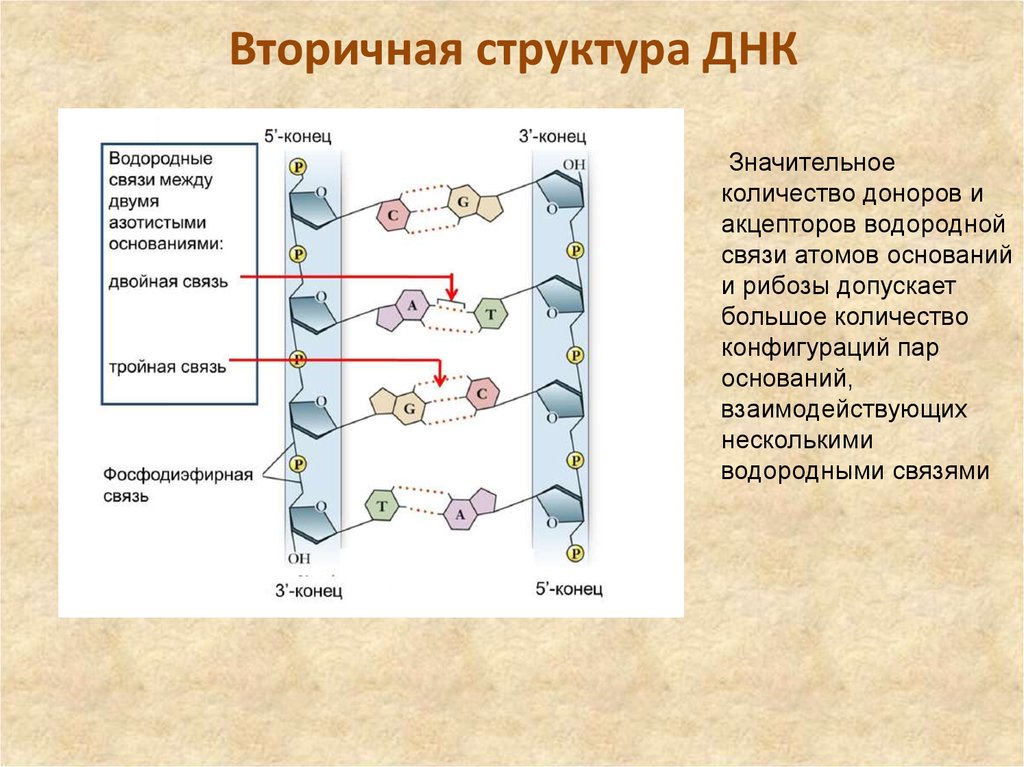 Структура днк связи. Строение вторичной структуры ДНК. Связи ДНК первичная вторичная третичная структура. Вторичная структура ДНК связи. ДНК вторичная структура схема строения.