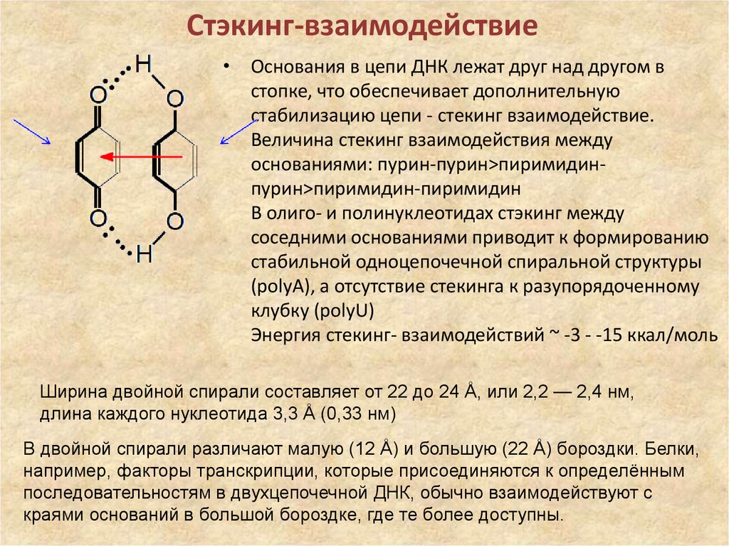 Π основания. Стекинг взаимодействия. Стэкинг взаимодействия в ДНК. Π-стэкинг- взаимодействия это. Гидрофобные взаимодействия в ДНК.