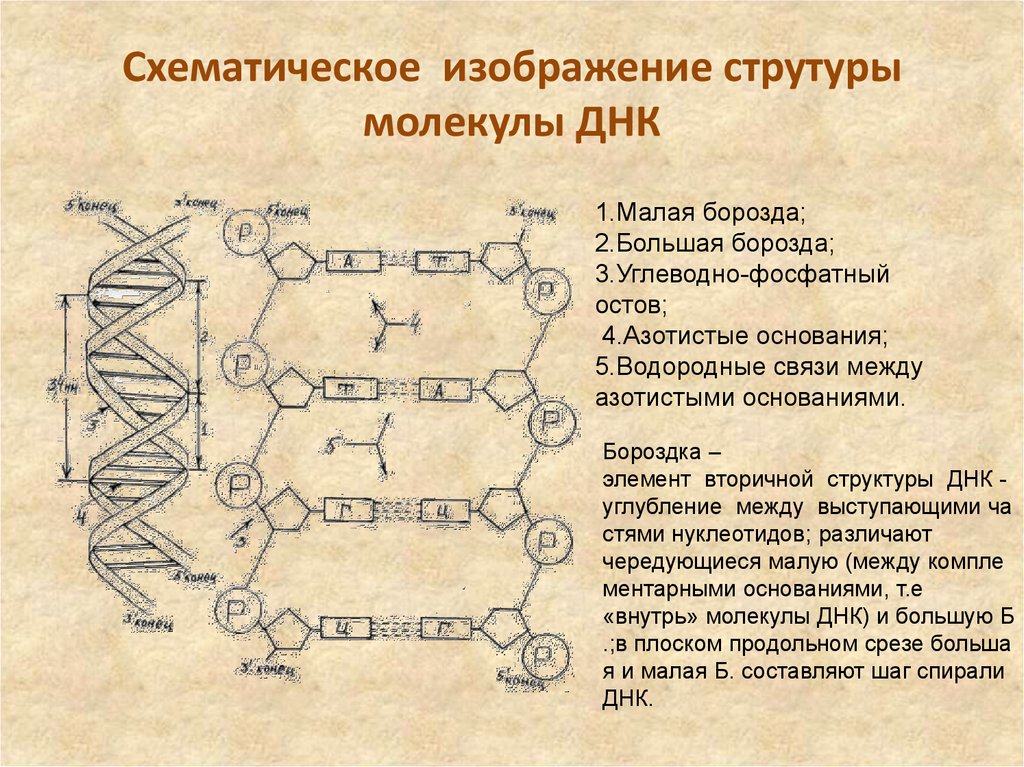 Структуры молекулы днк установили. Схема строения участка молекулы ДНК. Схема строения молекулы ДНК С подписями. Схема молекулы ДНК химическая структура. Схематическое строение участка ДНК.