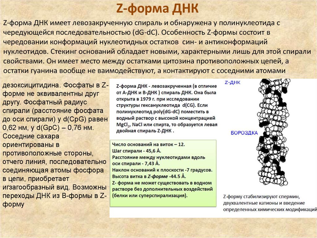 Форма днк. Формы ДНК. Формы спирали ДНК. Z форма ДНК. Изучение вторичной структуры ДНК конформации ДНК.